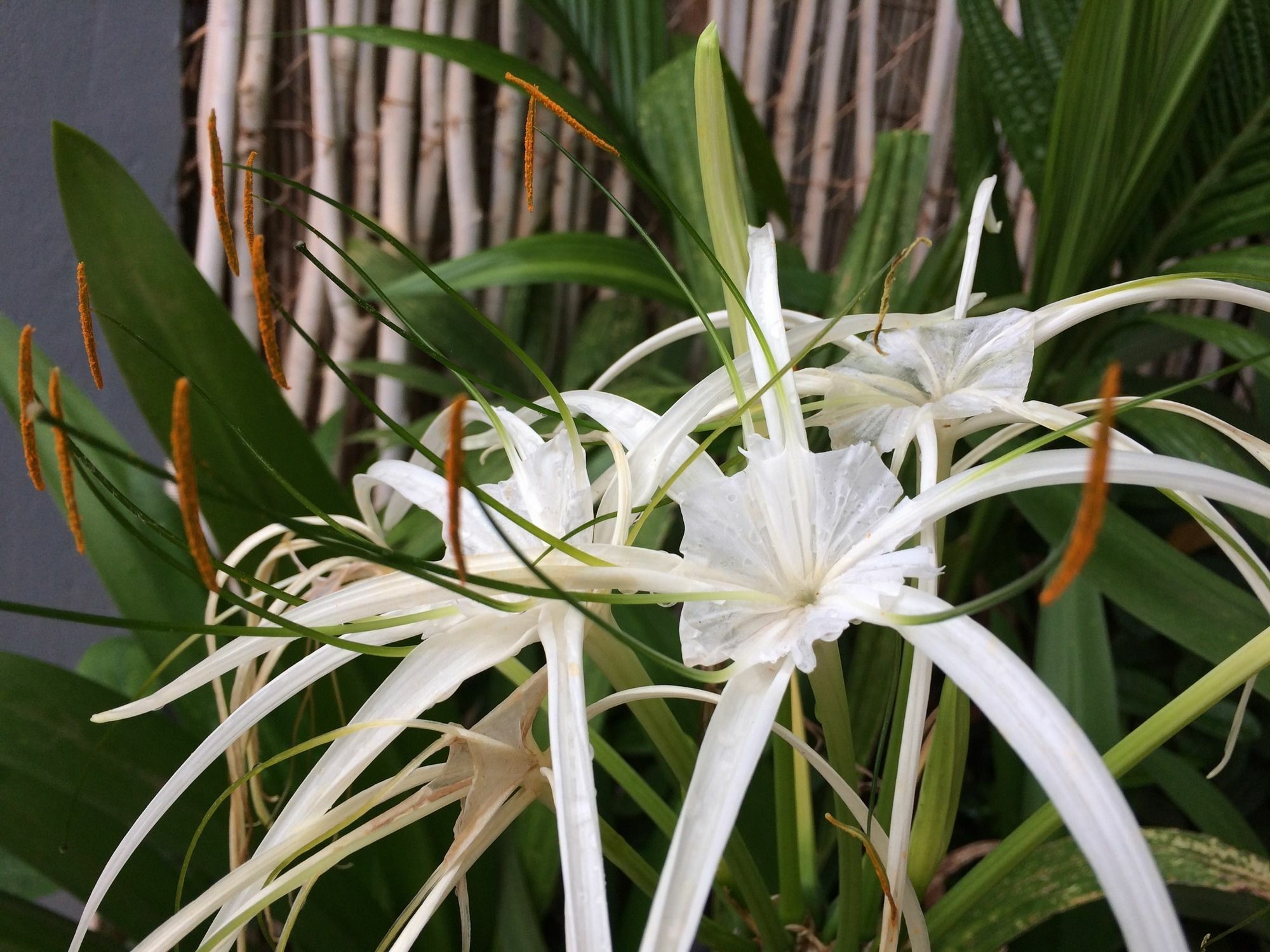 Eco-Home Siem Reap Homestay Dış mekan fotoğraf